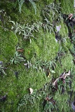 Close-up view of green moss Stock Photos