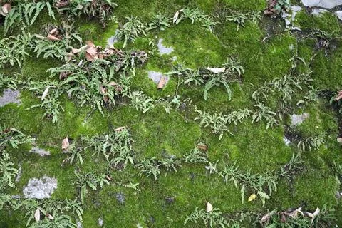 Close-up view of green moss Stock Photos