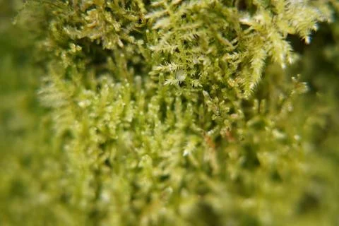 Close Up View of Green Moss Texture Stock Photos