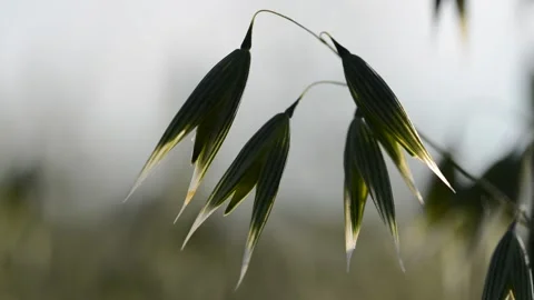 Close up view of green oats on the field. Stock Footage 135369917