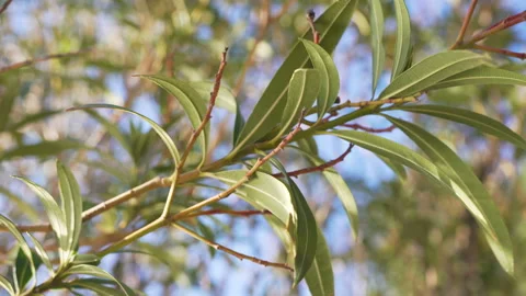 Close-up view of green oleander branch tree in the sunshine Stock Footage 105320235