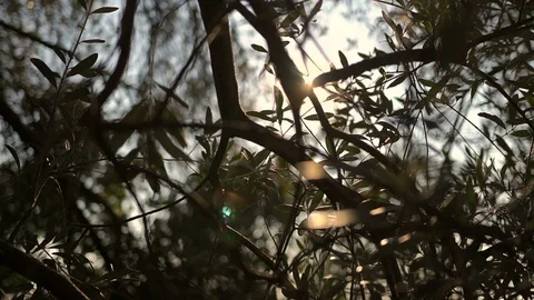 Close up view of green Olive branch tree with rays of sun in the background Stock Footage 91518751