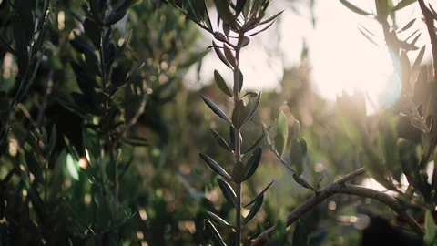 Close up view of green Olive branch tree with rays of sun in the background Stock Footage 109673152