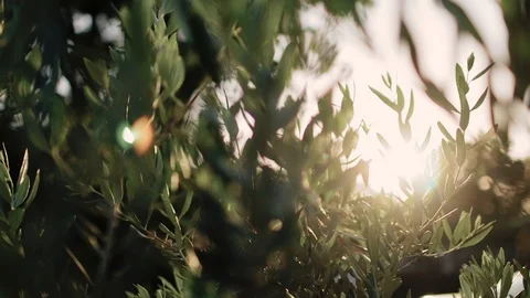 Close up view of green Olive branch tree with rays of sun in the background Stock Footage 109706275