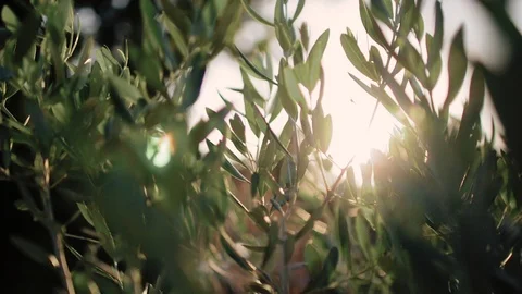 Close up view of green Olive branch tree with rays of sun in the background Stock Footage 110022190