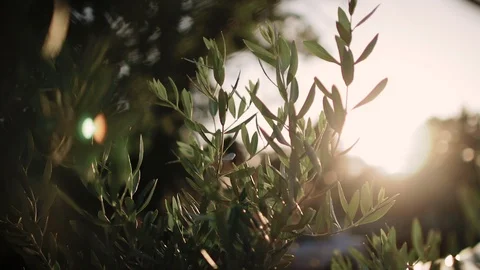Close up view of green Olive branch tree with rays of sun in the background Stock Footage 110082176