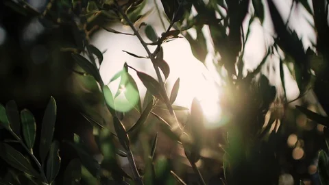 Close up view of green Olive branch tree with rays of sun in the background Stock Footage 110205717
