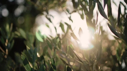 Close up view of green Olive branch tree with rays of sun in the background Stock Footage 110278149