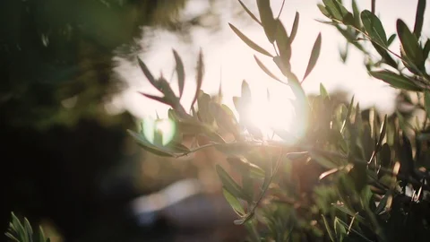 Close up view of green Olive branch tree with rays of sun in the background Stock Footage 110529346