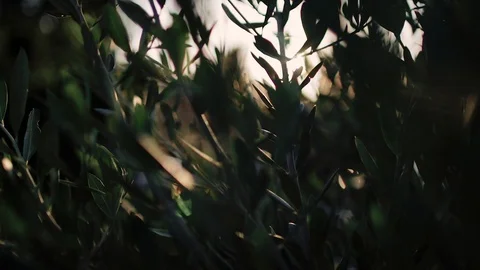 Close up view of green Olive branch tree with rays of sun in the background Stock Footage 110581595