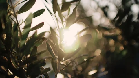 Close up view of green Olive branch tree with rays of sun in the background Stock Footage 110620277