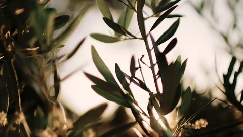 Close up view of green Olive branch tree with rays of sun in the background Stock Footage 110623735