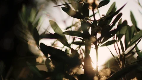 Close up view of green Olive branch tree with rays of sun in the background Stock Footage 110695492