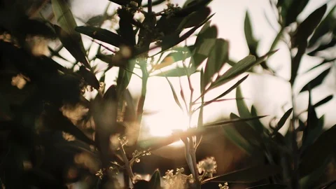 Close up view of green Olive branch tree with rays of sun in the background Stock Footage 110726390