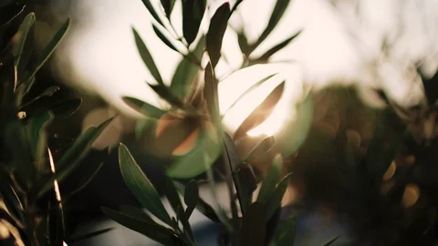 Close up view of green Olive branch tree with rays of sun in the background Stock Footage 110745103