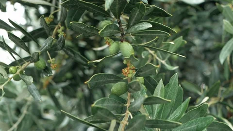 Close up view of green Olive branch tree Stock Footage 113872747