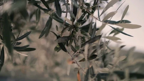 Close up view of green Olive branch tree Stock Footage 115558168