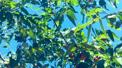 Close up view of green Olive branch tree Stock Footage 117958602