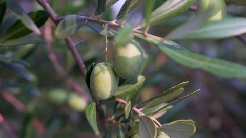 Close-up view of green Olive branch tree. Sunny day, the lights of a sun Stock Footage 123900948
