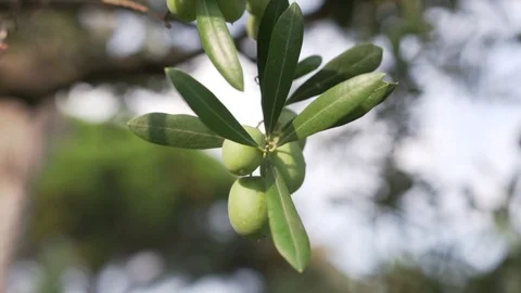 Close-up view of green Olive branch tree. Sunny day, the lights of a sun 库存影片 123901340