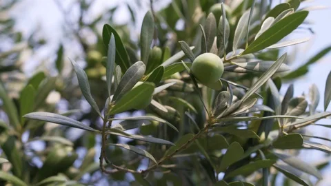 Close-up view of green Olive branch tree. Sunny day, the lights of a sun Stock Footage 123902089