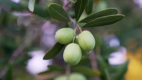 Close-up view of green Olive branch tree. Sunny day, the lights of a sun Stock Footage 123973650
