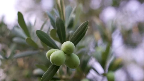 Close-up view of green Olive branch tree. Sunny day, the lights of a sun Stock Footage 123974141