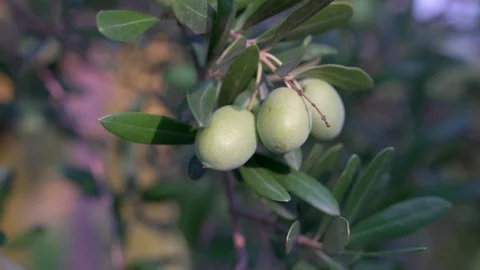 Close-up view of green Olive branch tree. Sunny day, the lights of a sun Stock Footage 123974446