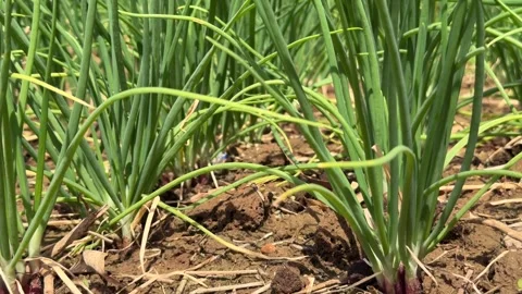 Close view of green onion clusters emerging from soil with visible ground Stock Footage 325849715