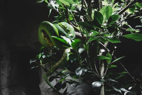 A close-up view of a Green or tree python (lat.Morelia viridis). Python lies Stock-Fotos