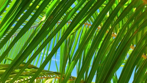 Close Up view of green palm leaf, Bora-Bora island Stock Footage 238831538