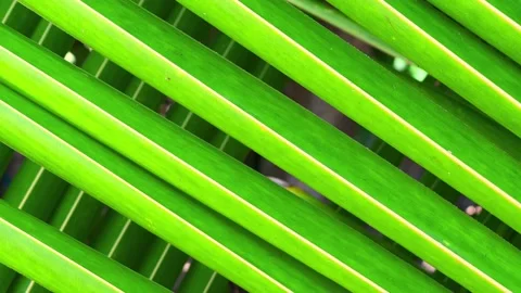 Close Up view of green palm leaf, Bora-Bora island Stock Footage 238832041