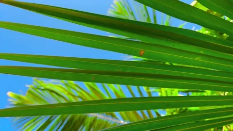 Close Up view of green palm leaf, Bora-Bora island Stock Footage 238832181