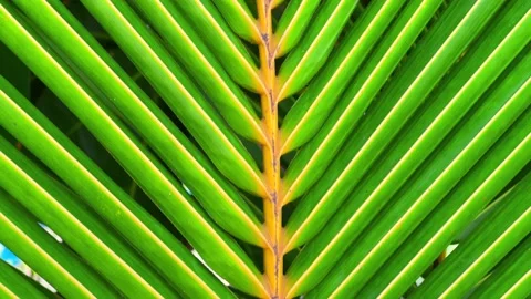 Close Up view of green palm leaf, Bora-Bora island Stock Footage 238832439