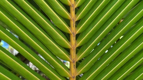 Close Up view of green palm leaf, Bora-Bora island Stock Footage 240495261