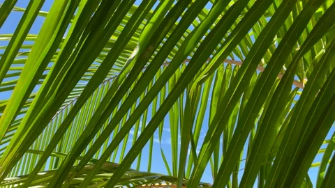 Close Up view of green palm leaf, Bora-Bora island Stock Footage 240749035