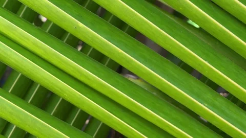 Close Up view of green palm leaf, Bora-Bora island Stock Footage 240749096