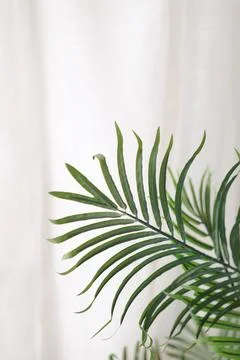 Close view of a green palm leaf reaching towards a white curtain in a room .. Stock Photos