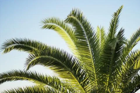 Close-up view of green palm tree fronds against a clear blue sky in Batumi Stock Photos