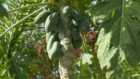 Close view of green papaya fruit hanging on tree branch in natural environment Video stock 329277210