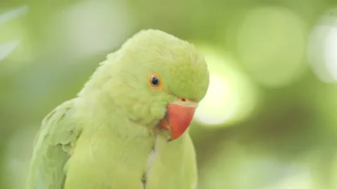 A close up view of a green parrot looking around. Stock Footage 218387858