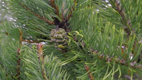 Close up view of a green pine cone with green pine needles surrounding it and a Stock Footage 119762998