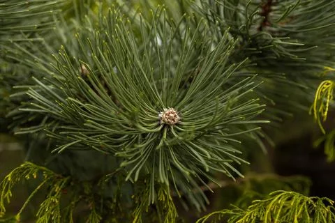 Close view of green pine needles on a branch with a small cone in a forest .. 스톡 사진
