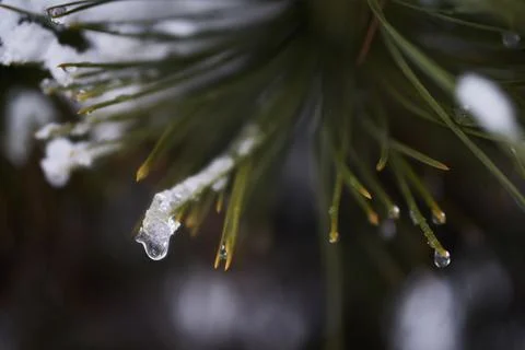 Close-up view of green pine needles covered with melting snow and clear wat.. Stock Photos
