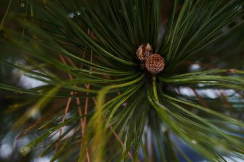 Close-up view of green pine needles and small brown cones in winter Stock Photos