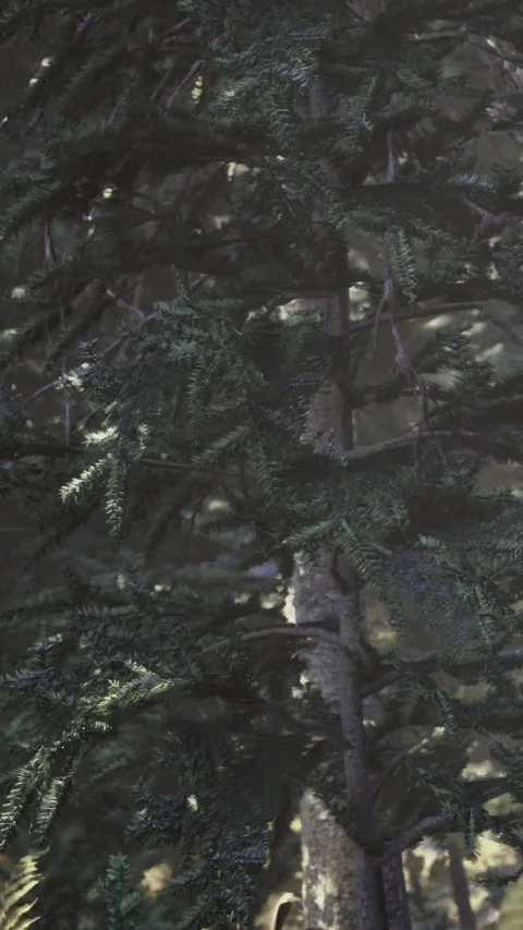 Close up view of green pine tree branches in a forest during daylight Stock Footage 336583299