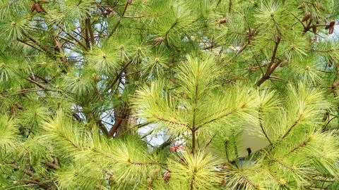 Close-up view of green pine tree branches with needles and cones Stock Photos