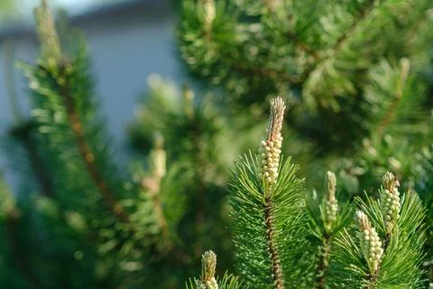 Close-up view of green pine tree branches with new growth and cones, showcasing Stock Photos