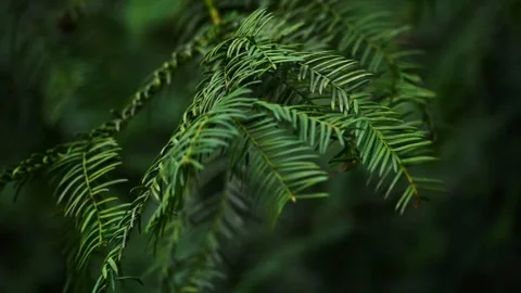 Close view of green pine trees Stock Footage 277825150