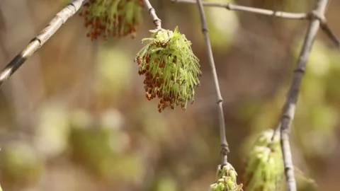 Close view of green plant buds developing on branches in a natural setting Video stock 332361391